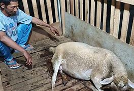 Kambing Melahirkan Kambing Melahirkan Berapa Bulan Anaknya