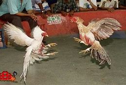 Sabung Ayam Pisau Thailand