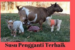 Susu Bayi Kambing Baru Lahir